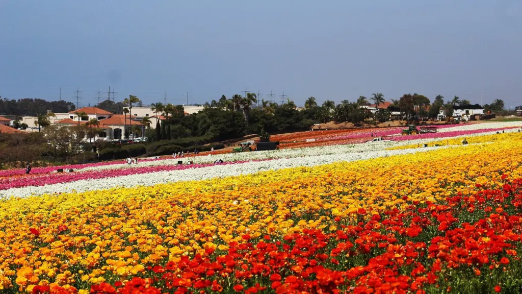 Blooming ranunculus in the Carlsbad Flower Fields