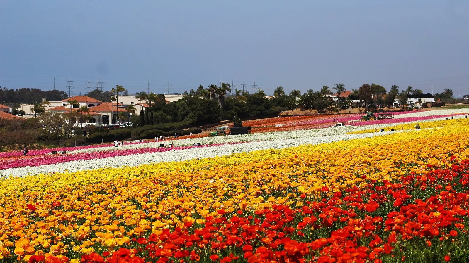Blooming ranunculus in the Carlsbad Flower Fields