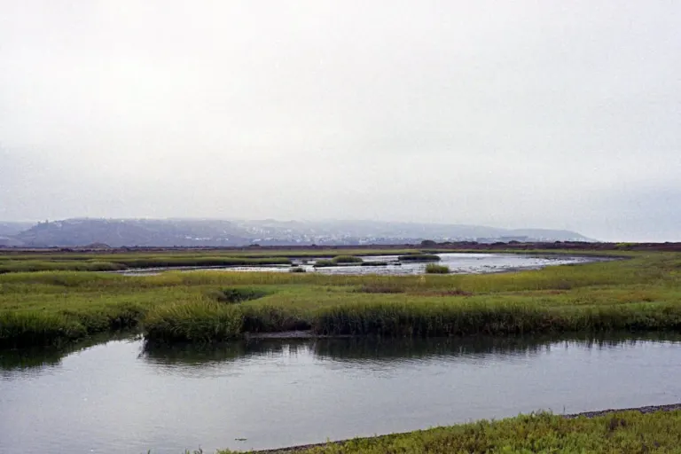 Wetlands of the Tijuana River Estuary near Imperial Beach