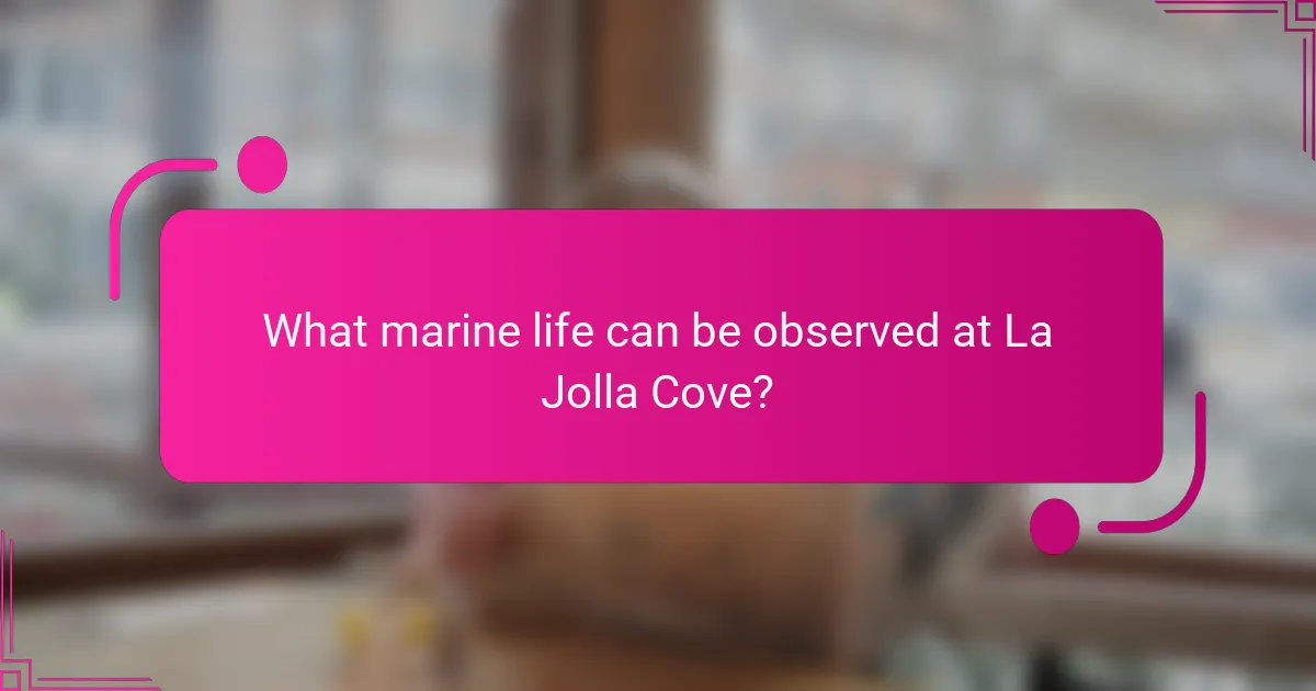 What marine life can be observed at La Jolla Cove?